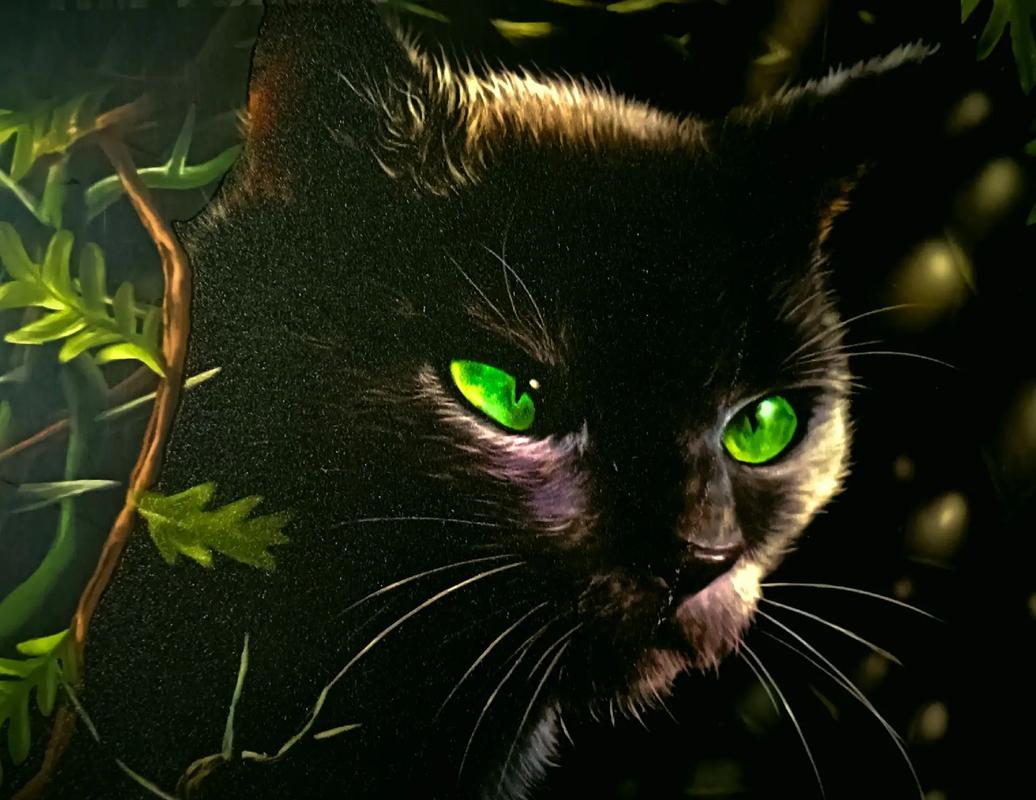 艾琳猫